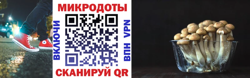 Галлюциногенные грибы Psilocybine cubensis  Кодинск 